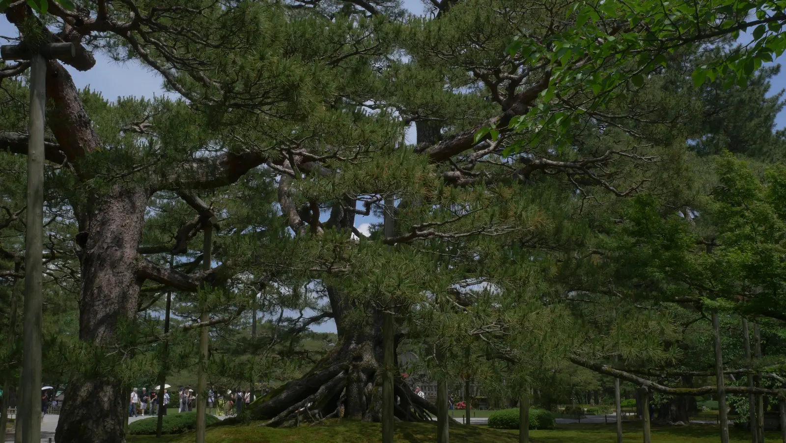 Jardin Kenroku-en vieille arbre